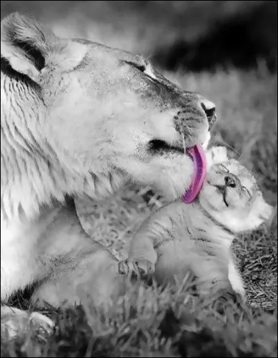 Nous cherchons la maman du tigron :