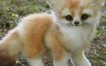 Quiz Animaux