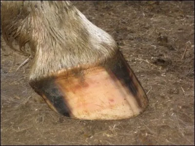 Peut-on simplement ferrer les antérieurs d'un cheval ?