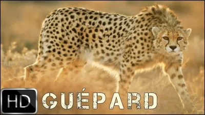 Quel réalisateur a mis en scène le film "Le Guépard" ?