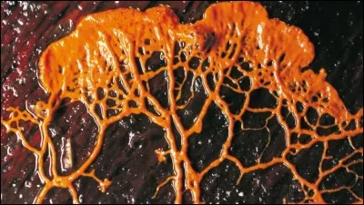 Les champignons sont plus proches des animaux que des plantes. Alors, d'après vous ?