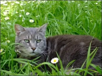 Comment s'appelle le guérisseur "fou" ?