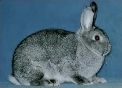 Quelle est cette race de lapin ?