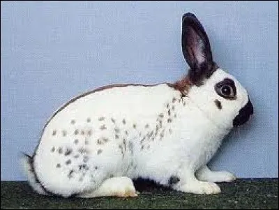 Quelle est cette race de lapin ?