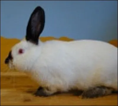 Quelle est cette race de lapin ?