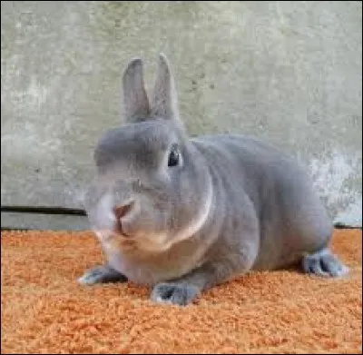 Quelle est cette race de lapin ?
