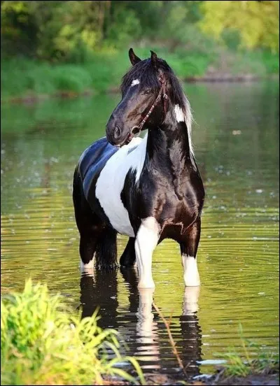 Quelle est la robe de ce cheval ?