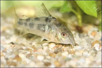 Un jour, tu rentres de la chasse avec un gros écureuil. Que fais-tu ?