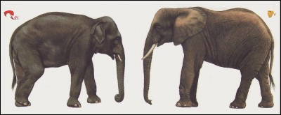 Éléphant d'Afrique, éléphant d'Asie : lequel a les plus petites oreilles ?