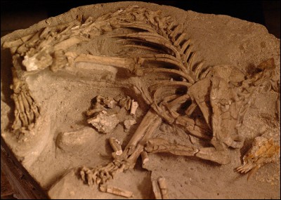 Qui est le plus à même d'étudier les fossiles de dinosaures ?