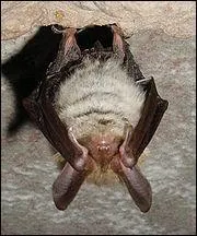 Combien d'yeux a une chauve-souris ?