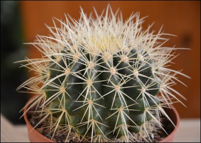 À quoi servent les épines de cactus ?