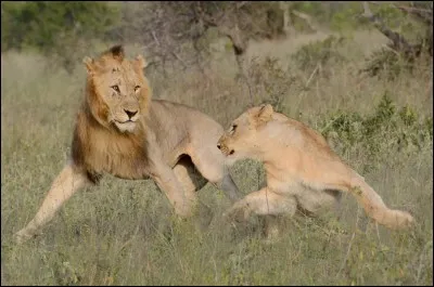 Comment appelle-t-on l'endroit qu'un animal prot&egrave;ge des autres animaux ?