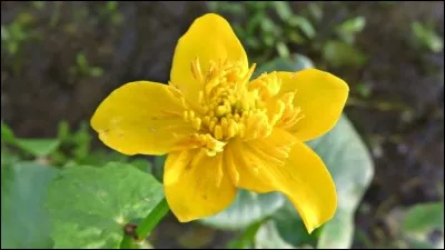 De quelle couleur sont les boutons d'or ?