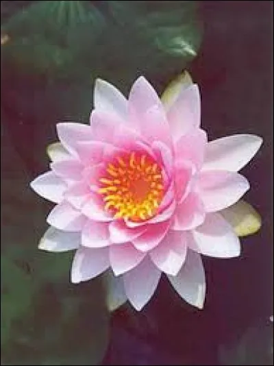 De quelle couleur sont les fleurs de nénuphars ?