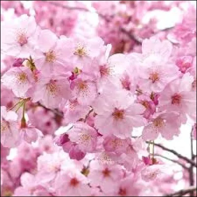 En japonais, je m'appelle Sakura, qui suis-je ?