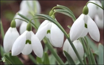 Comment s'appellent les fleurs qui poussent dans la neige ?