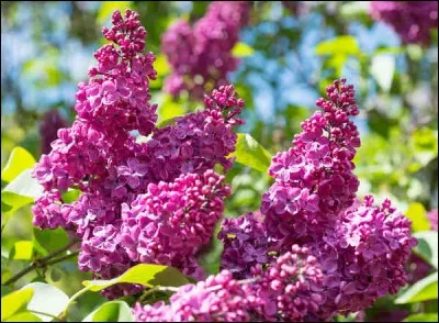 De quelle couleur peut être le lilas ?