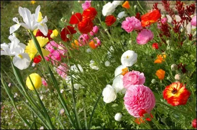 On me retrouve au printemps, qui suis-je ?