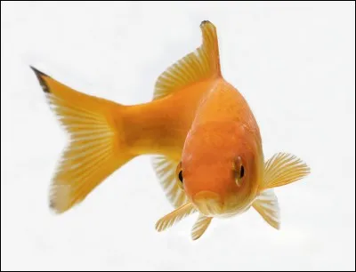 Quel est le nom de cet animal en anglais ?