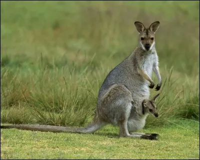 Quel est le nom de cet animal en anglais ?