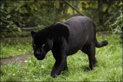 Quel est le nom de cet animal en anglais ?