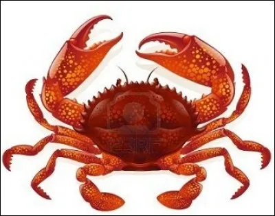 Quel est le nom de cet animal en anglais ?