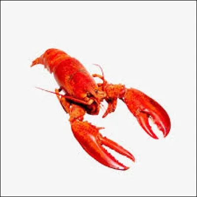 Quel est le nom de cet animal en anglais ?