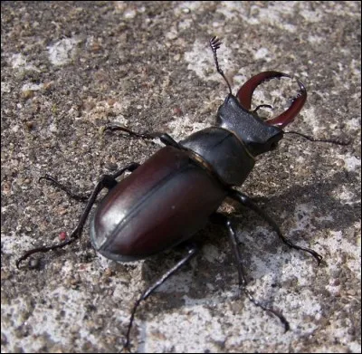 Quel est le nom de cet animal en anglais ?