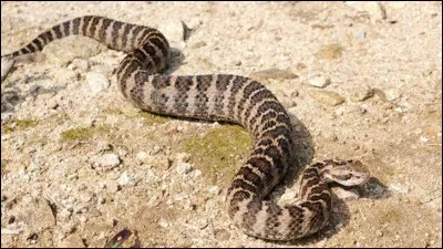 Quel est le nom de cet animal en anglais ?