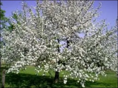 Quel est cet arbre ?