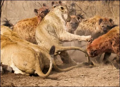 Combien de kilogrammes de viande mange-t-il par jour ?