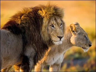 Quel est le nom scientifique des lions ?