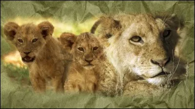 La vitesse du lion est de ... km/h.