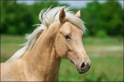 Quelle est la couleur de ce cheval ?