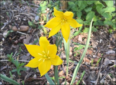 Ces fleurs jaunes, que l'on peut admirer en mars et avril, ce sont :