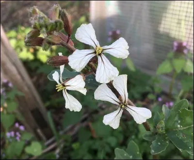 Cette plante en fleurs donne des feuilles comestibles, il s'agit de :