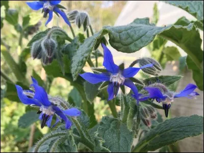 Cette plante très mellifère fait le bonheur des insectes. Sa fleur bleue est comestible, avec un léger goût iodé qui évoque les huîtres ! Son nom est :