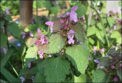Cette plante sauvage pousse spontanément, elle est comestible et médicinale mais peut se montrer envahissante et souvent considérée comme une mauvaise herbe, c'est :
