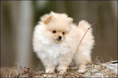 Quelle est la race de ce chien ?