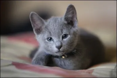 Quelle est la race de ce chat ?