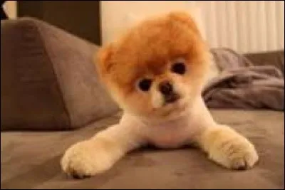 Quelle est la race du chien le plus mignon du monde ?