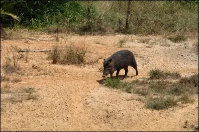 Eux aussi vivent en troupes, certains sont surnommés "à collier" !
