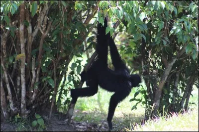 Avec sa queue préhensile, il fait effectivement penser à une araignée, trouvez son nom !