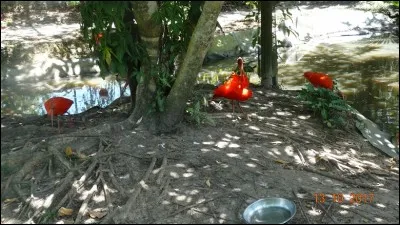 Sur les côtes de Guyane, on les voit passer sur la mangrove, c'est un spectacle magnifique !