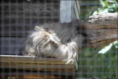 Sa particularité ? Il prend son temps !