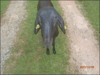 Cet animal vit exclusivement en Guyane française !