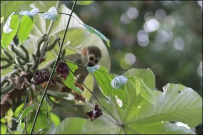 Il est omniprésent en Amérique du Sud et Centrale, on le voit partout !