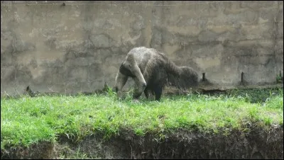 C'est en Amérique latine et nulle part ailleurs que vous pouvez le voir !