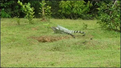 Au départ, ces animaux ne vivaient qu'en Amérique du Sud et Centrale, mais comme l'être humain fait souvent n'importe quoi, on les trouve à présent en Floride !